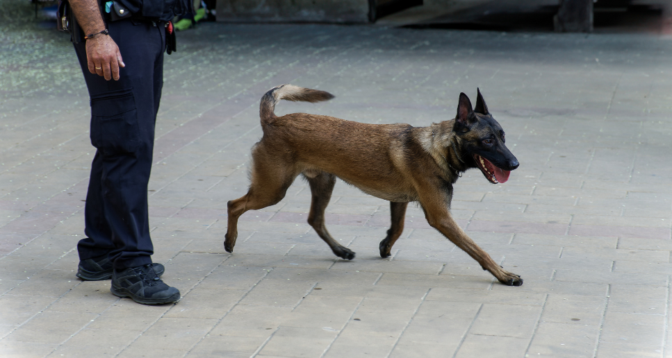 maitre chiens